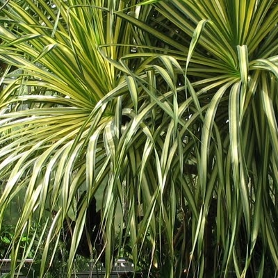  Grădina Botanică 